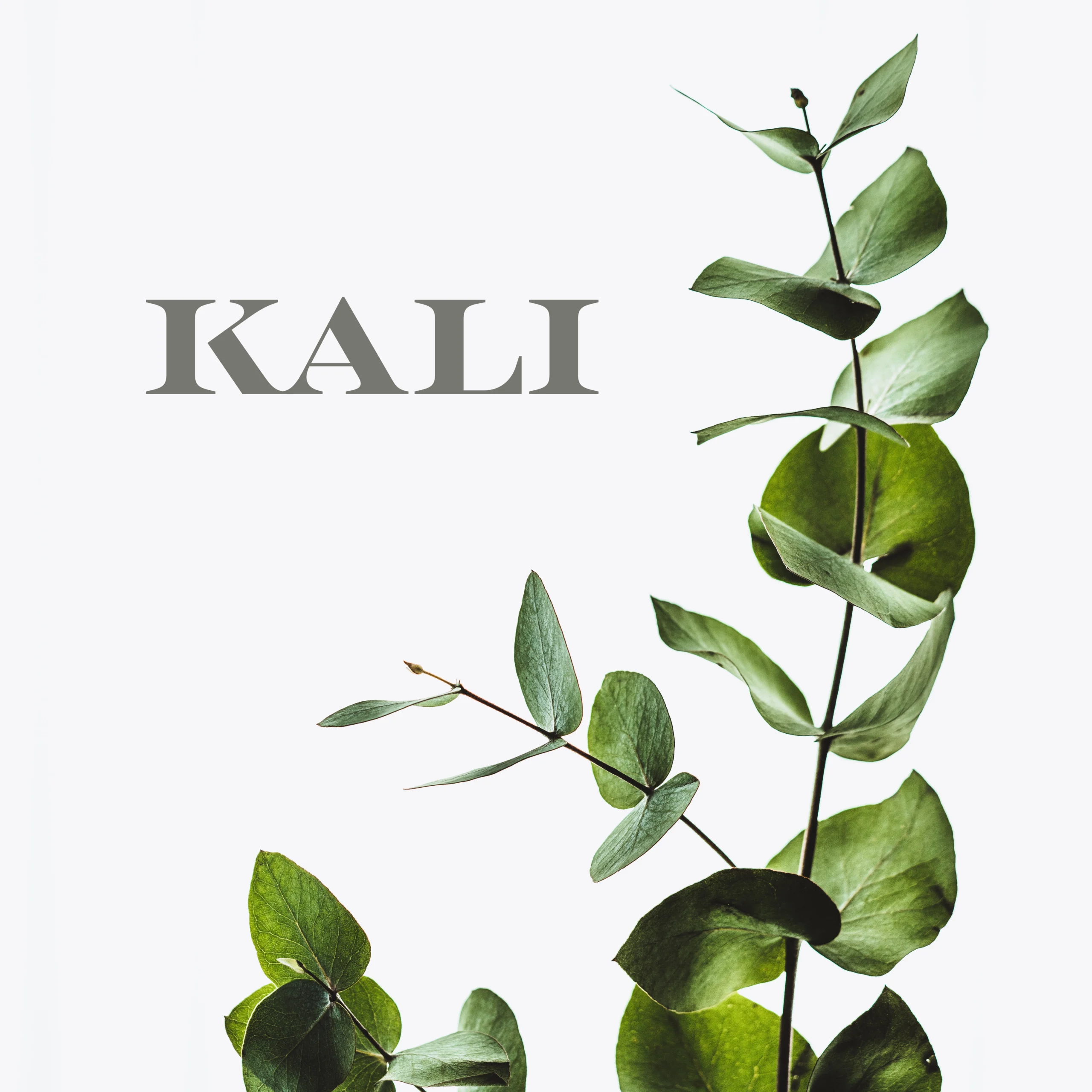 Projet KALI — design graphique par Hugo Giorgi